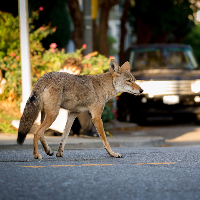 Coyote Removal