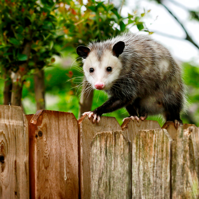 Opossum Removal