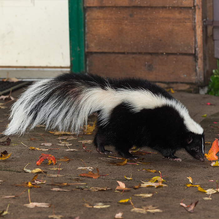 Skunk Removal